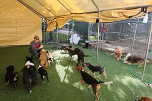 Doggie Daycare in Columbus OH