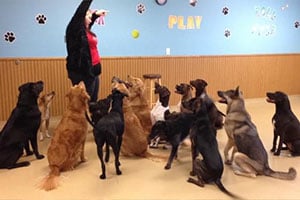 Columbus OH Doggie Daycare