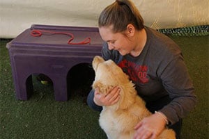 Columbus OH Dog Daycare